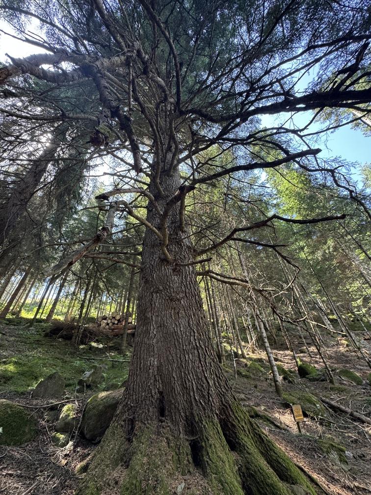 Albero monumentale "Il maestro degli Avezi".