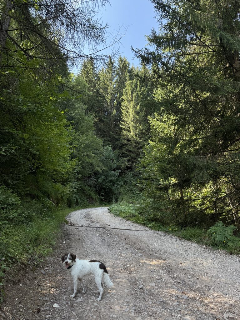 Strada Forestale Avezi - Frida.