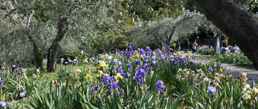 Insieme di iris di diversi colori (giallo, viola, bianco) con ulivi e un sentiero in pietra.