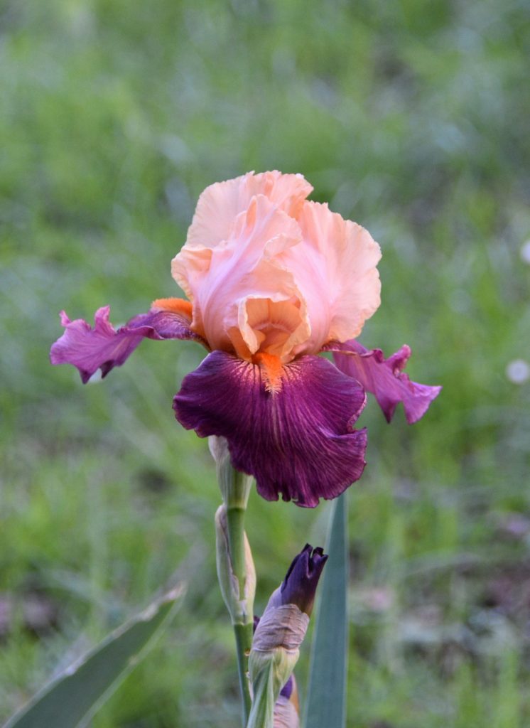 Primo piano di iris rosa e viola.