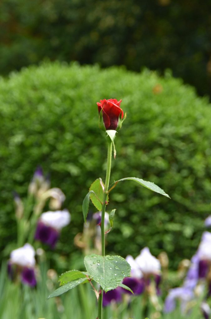 Un rosa rossa ancora in boccio spunta in un gruppo di iris bicolori (viola e lilla quasi bianco) su un fondo verdeggiante.