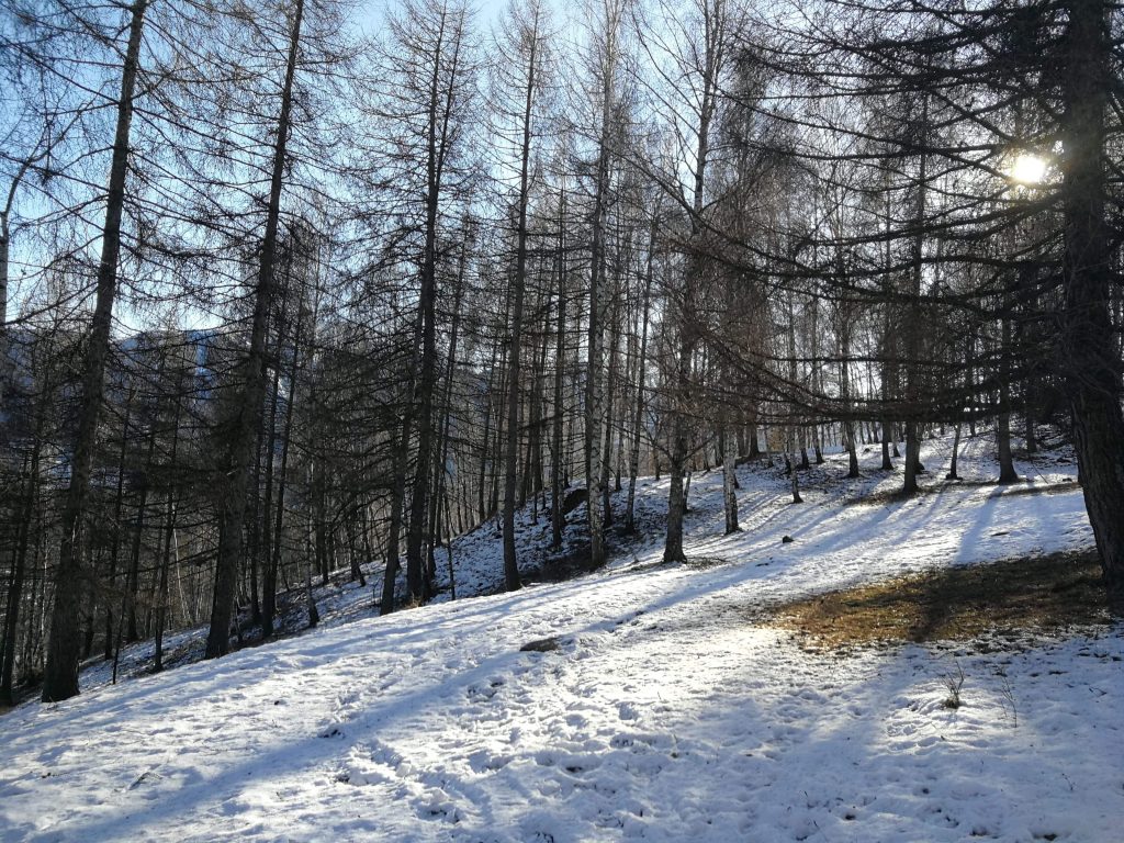 Sentiero di San Francesco nel bosco.
