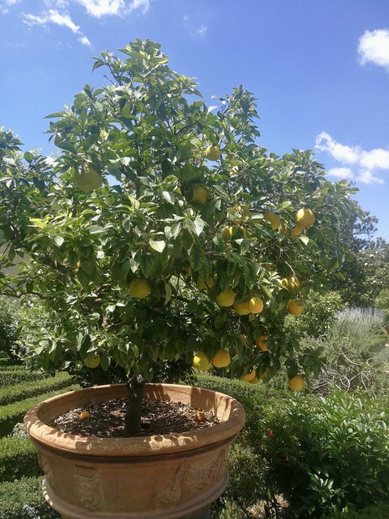 Albero di bizzarria, molto simile ad uno di limoni o arance, carico di frutti.