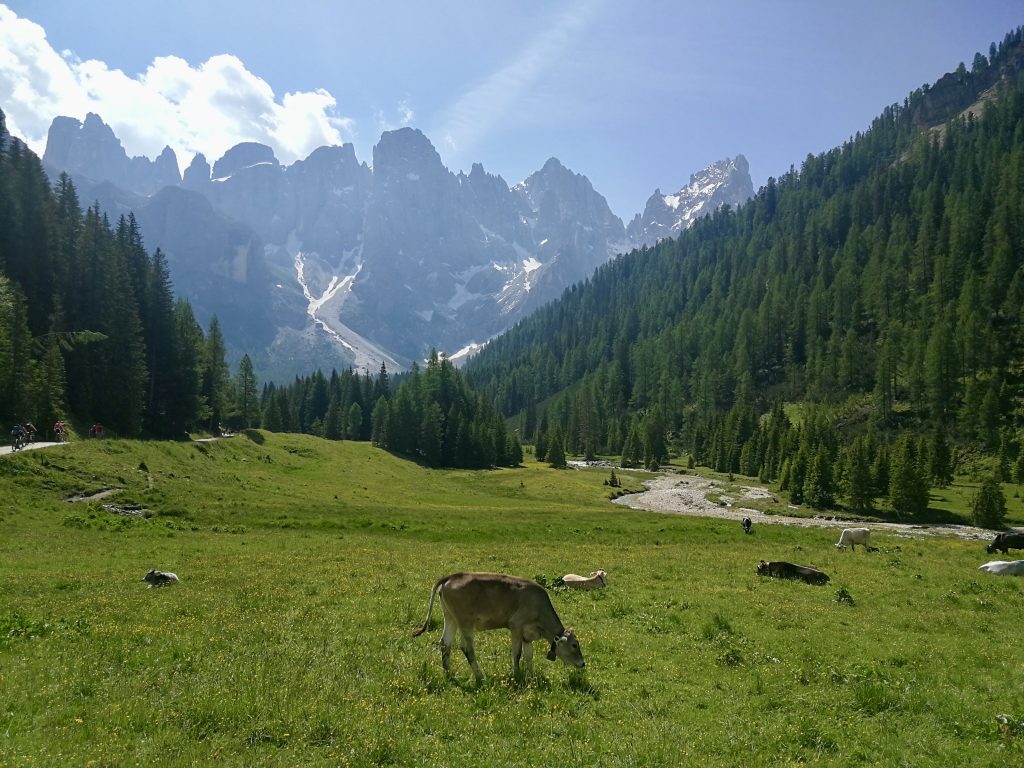 Mucche al pascolo, boschi e montagne rocciose sullo sfondo.
