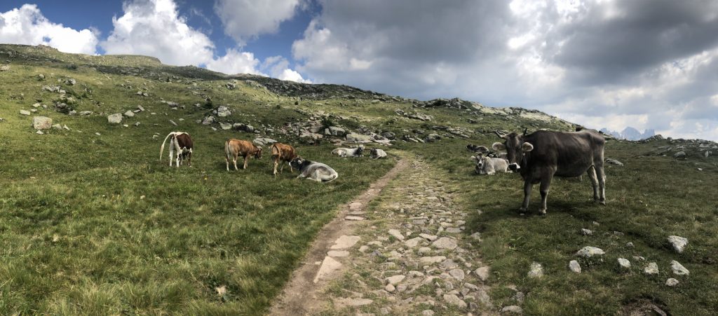 Mandria di mucche al pascolo in un prato verde con sentiero simile a una mulattiera al centro.