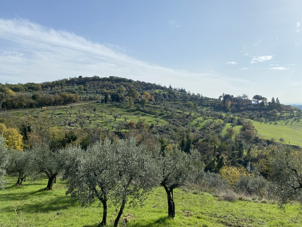 Campagna a Cercina: ulivi e campi coltivati, alberi verdi e gialli, cielo limpido.