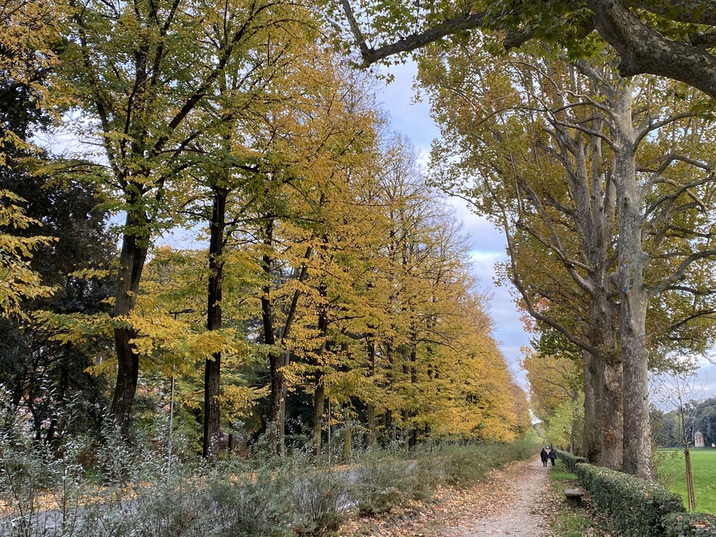 Viale alberato in autunno; alberi con foglie gialle, prato verde e siepe.