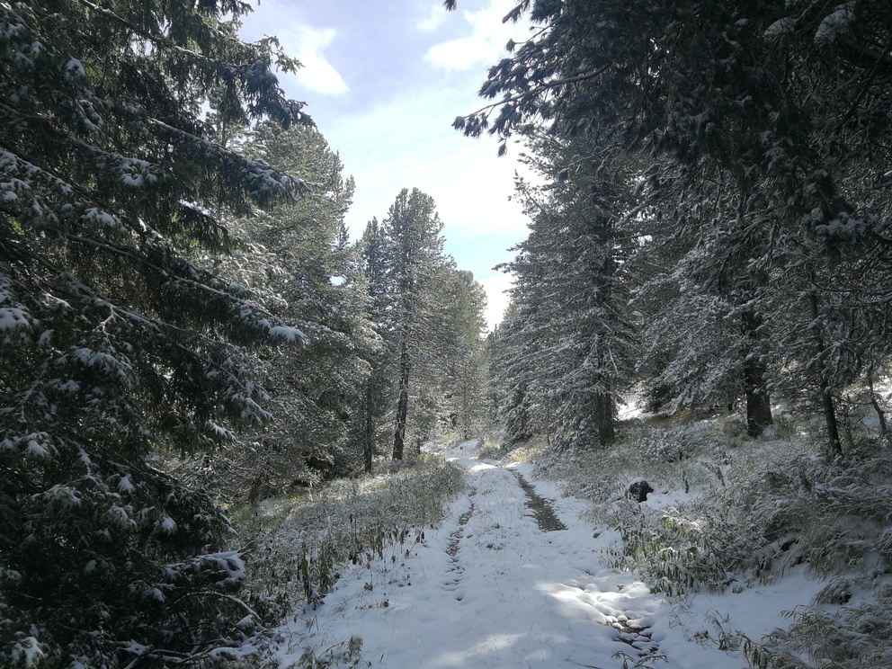 Paesaggio innevato: alberi coperti di neve e sentiero nel bosco.