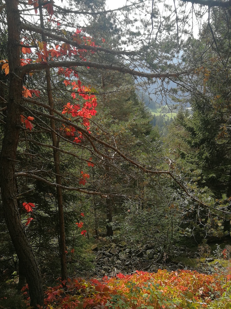 Paesaggio di montagna: boschi, prati e nuvole, in primo piano le foglie arancioni di un rampicante.