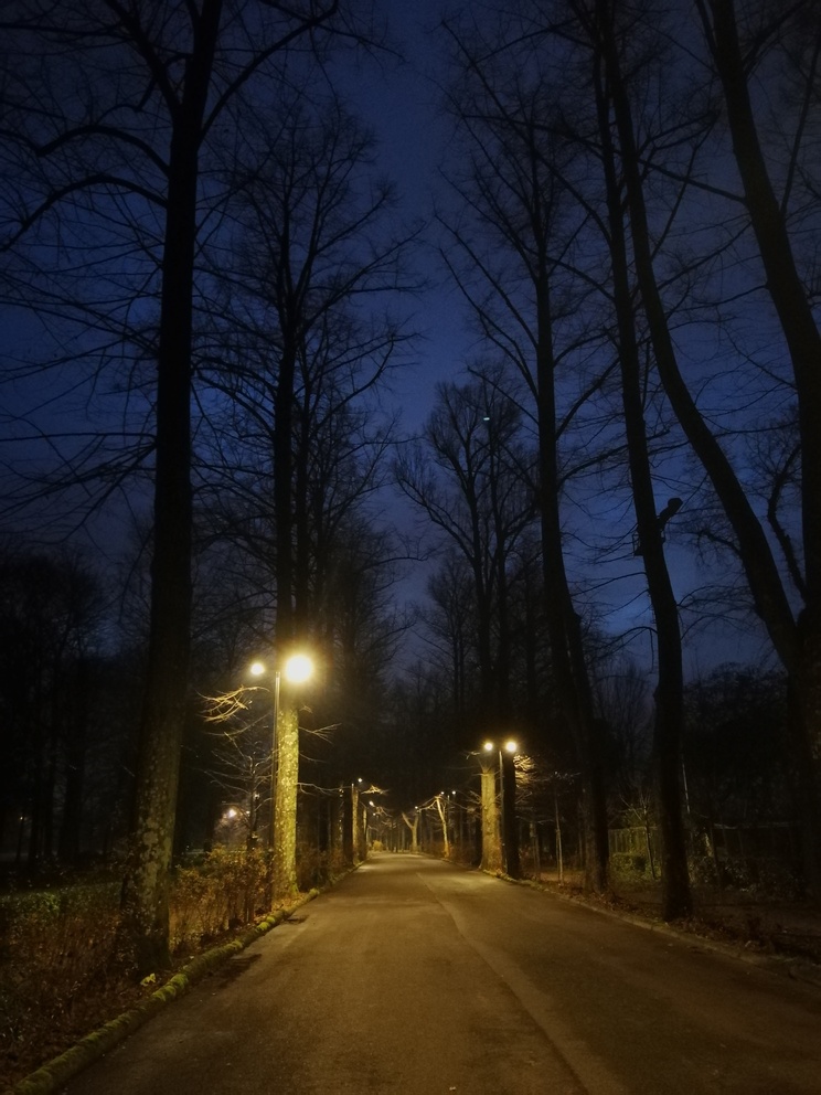 Strada buia, di notte, alcuni lampioni, alberi alti e senza rami, neri contro il cielo blu.