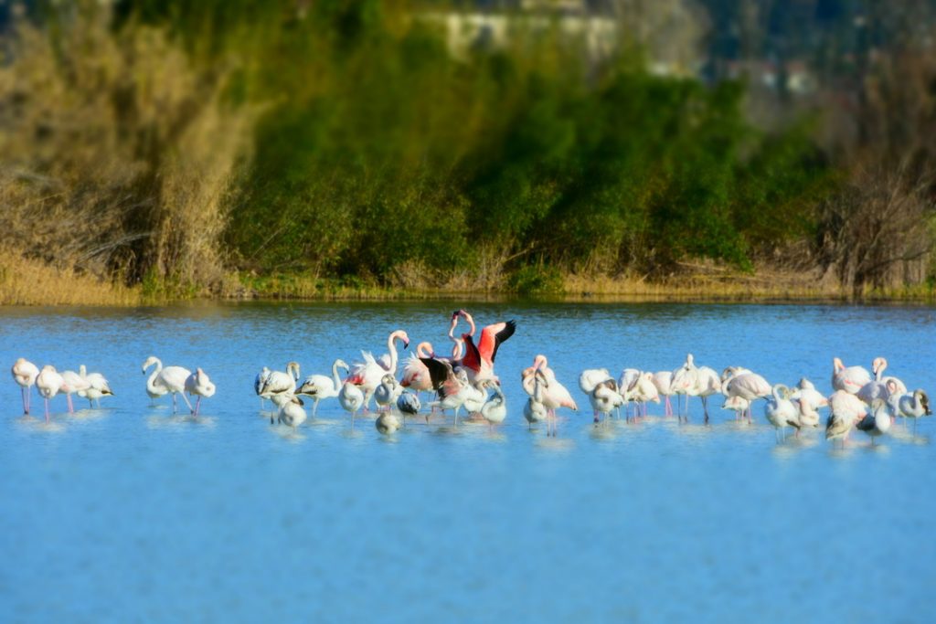 Fenicotteri Lago di Peretola: svolazzo di ali e lotta.