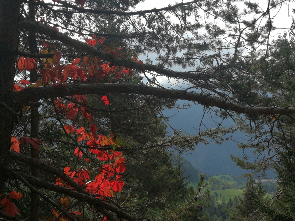 Giro del Solombo - bosco con apertura sulla valle, rami e foglie secche, alcune di un rosso vivo.