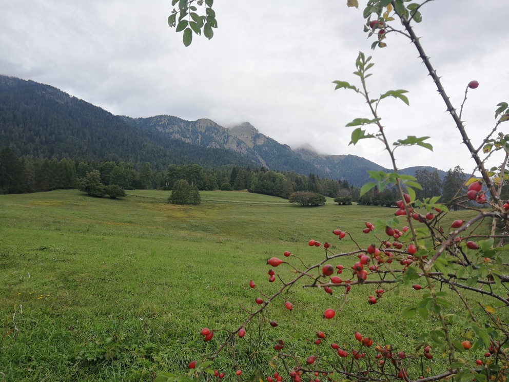 Giro del Solombo - prati con pochi alberi, montagne e cielo nuvoloso, in primo piano pacche rosse.
