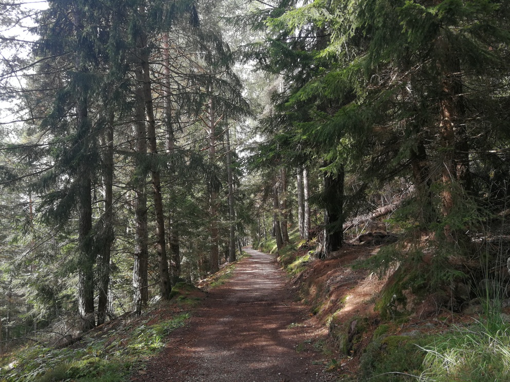 Giro del Solombo - sentiero nel bosco con alberi e luce che filtra tra i rami.