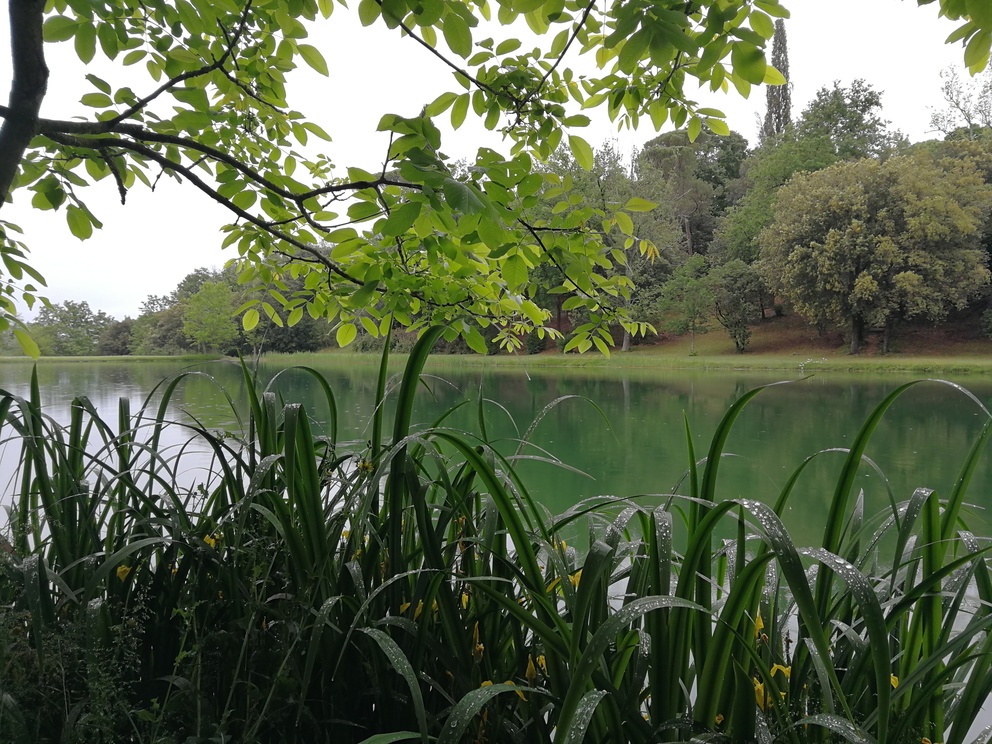 Villa Castelletti - parco con laghetto e tanti alberi affacciati su di esso; molti colori e sfumature di verde. In primo piano canne e foglie di un albero sull'acqua.