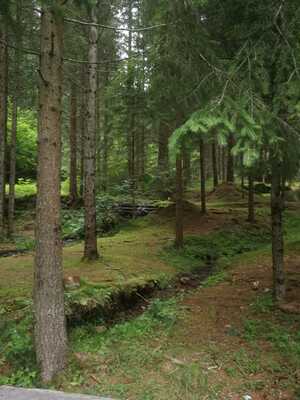 Il bosco alla fine del percorso ad anello sopra Varena.