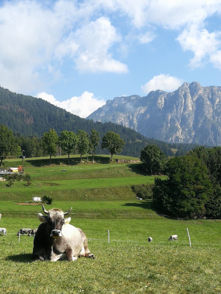 Mucche al pascolo e Monte Cornacci.