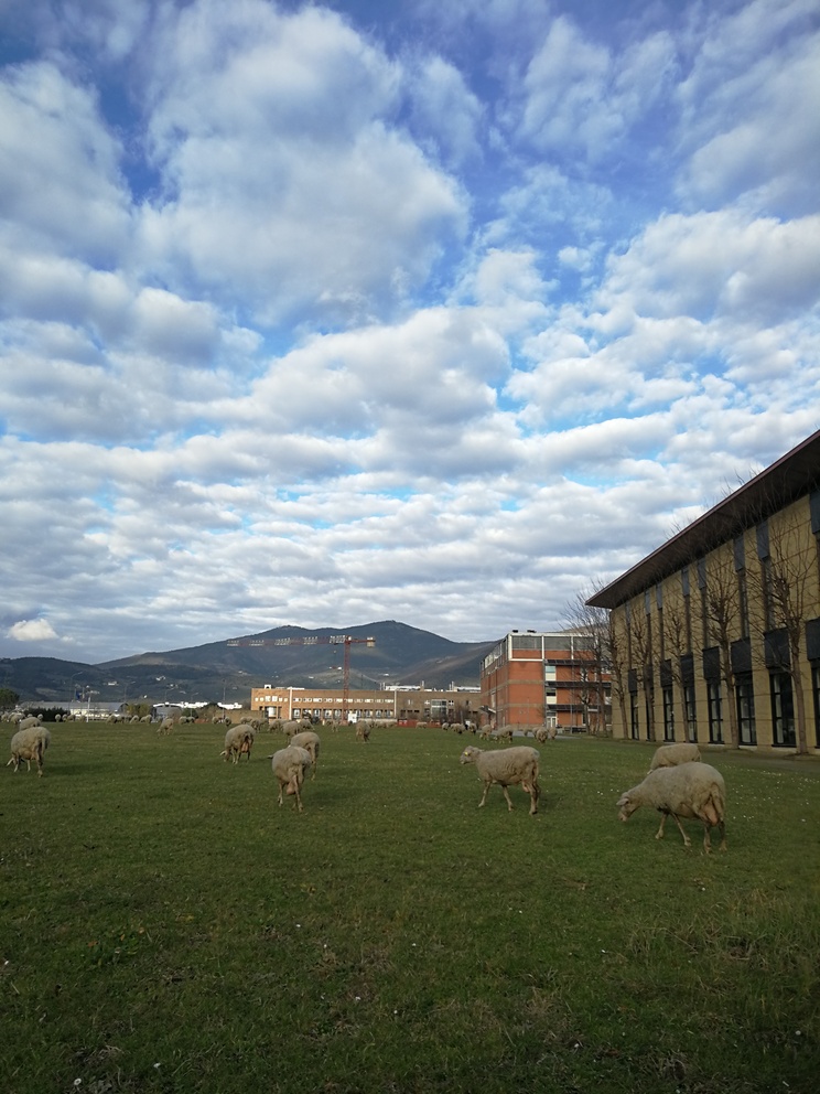 Pecore al pascolo al Polo universitario di Sesto Fiorentino.