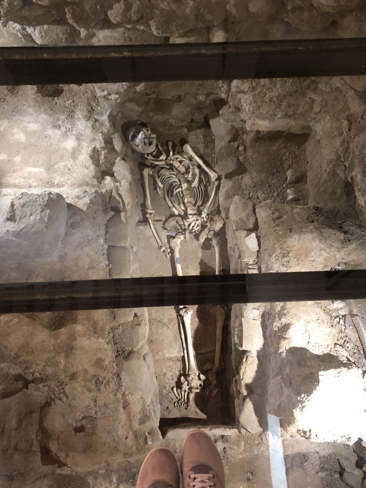 Montelupo - Museo Archeologico, scheletro.
