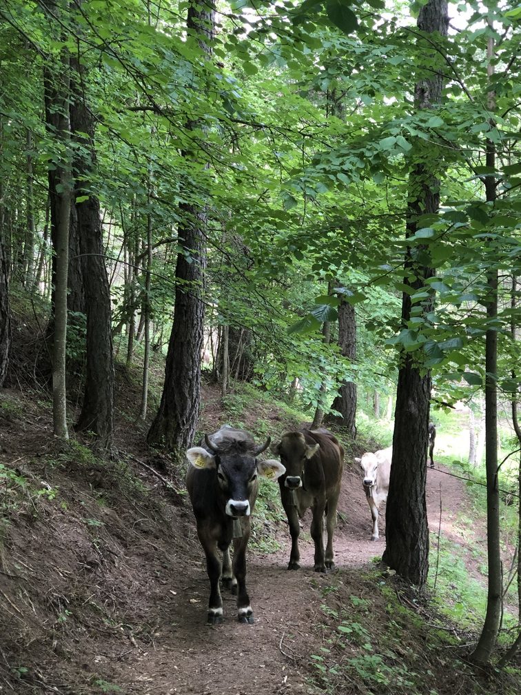 Mucche lungo il sentiero al Villaggio Veronza, Val di Fiemme.