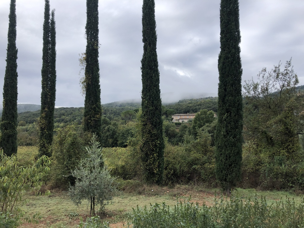 Borgo di Bagnania - cipressi, ulivi e vigne.