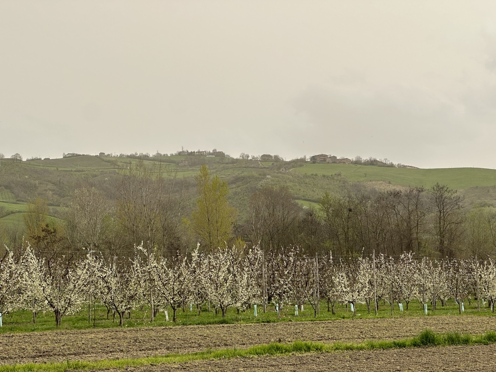 Via dei Ciliegi a Vignola - ciliegi in fiori e colline.