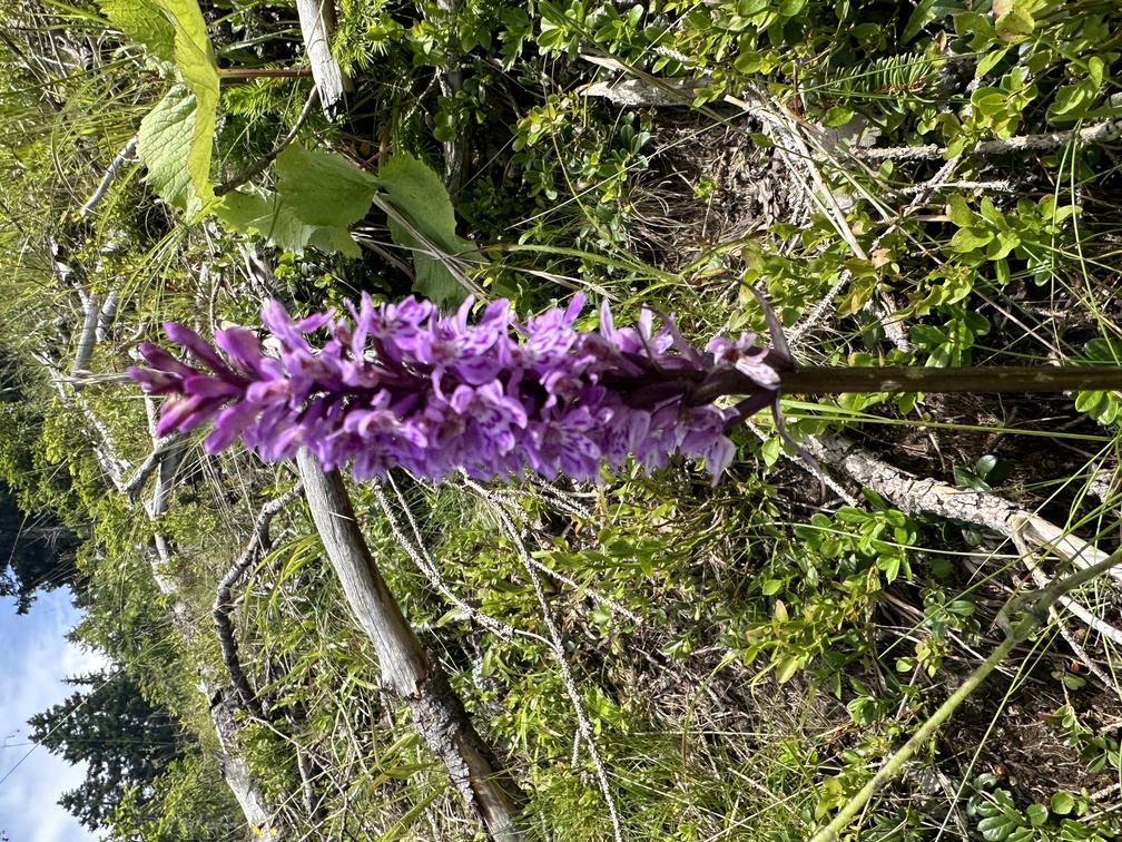 Orchide di Fuchs.